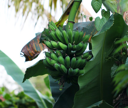 How Plantains Shaped the Caribbean