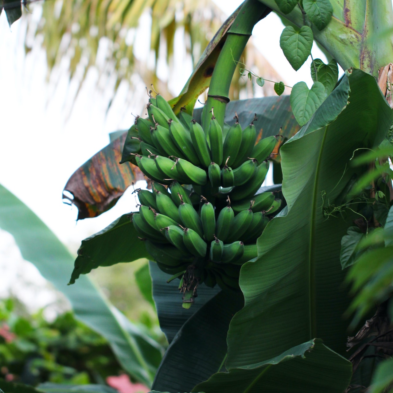 How Plantains Shaped the Caribbean